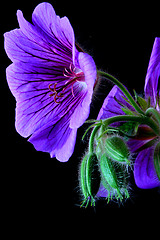 Image showing garden geranium (Ger. × magnificum)  