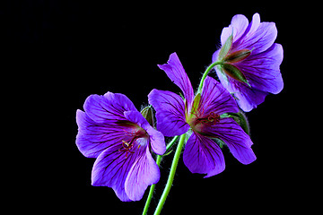 Image showing garden geranium (Ger. × magnificum)  