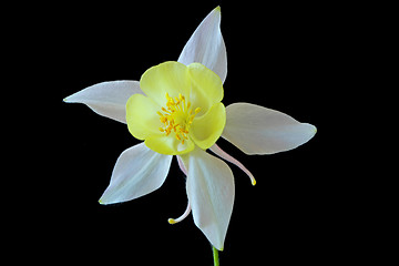 Image showing Aquilegia