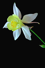 Image showing Aquilegia