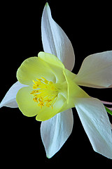 Image showing Aquilegia