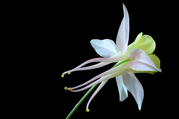 Image showing Aquilegia