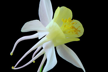 Image showing Aquilegia