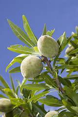 Image showing Almond