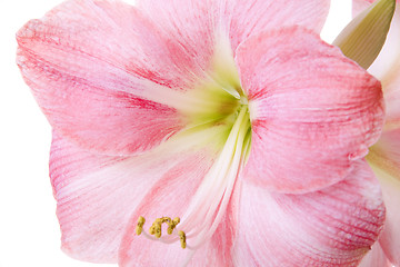 Image showing Pink Flower