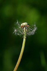 Image showing Dandelion