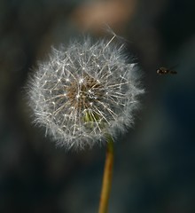 Image showing Dandelion