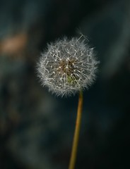 Image showing Dandelion