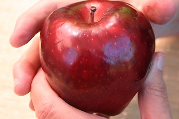 Image showing Hand holding ripe apple