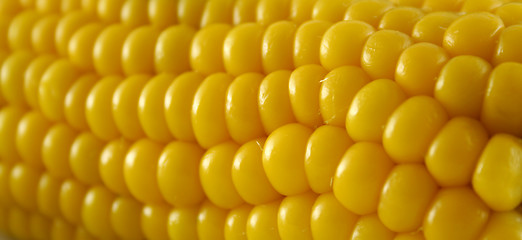Image showing Fresh Corn 3