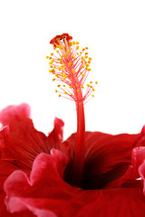 Image showing Stamen Of Hibiscus 2