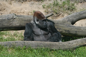 Image showing Male Gorilla