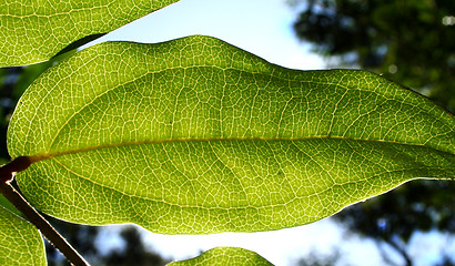 Image showing Rainforest Background 1