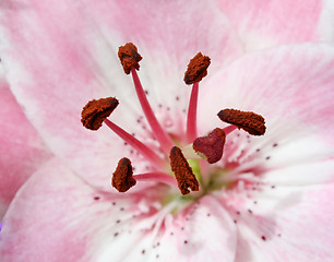 Image showing Pink Lily 2