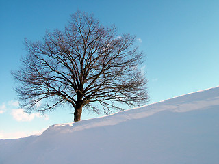 Image showing Alone tree on hill