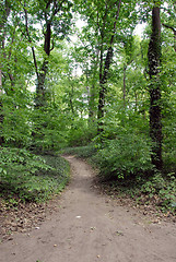 Image showing Forest path