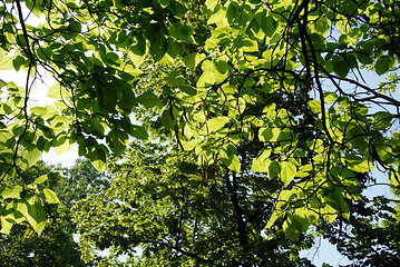 Image showing Sunny leaves background