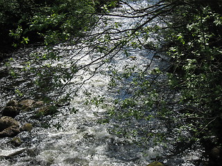 Image showing Running water under a tree