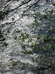 Image showing Stirred up water, under a tree