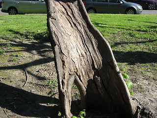 Image showing Old part of a tree