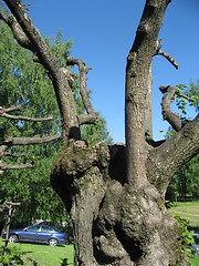 Image showing Tree, arty looking