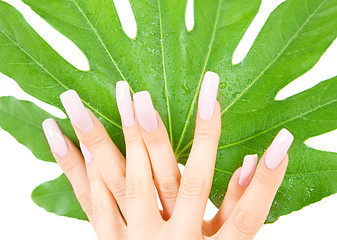 Image showing female hands with green leaf