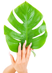 Image showing female hands with green leaf