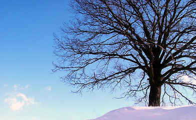 Image showing Tree in winter