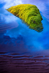 Image showing flying seaweed