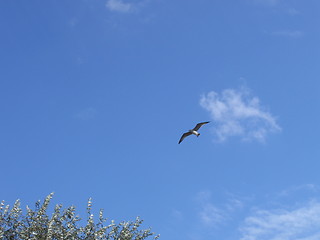 Image showing Bird in the sky