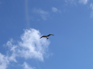 Image showing Bird in the sky