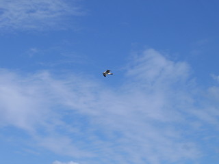 Image showing Bird in the sky