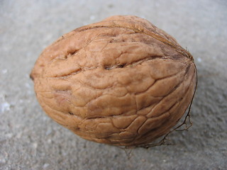 Image showing Nut