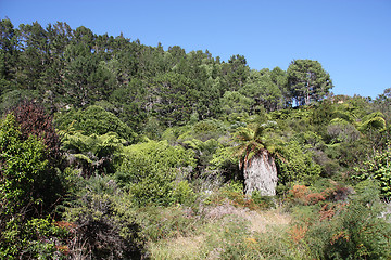 Image showing New Zealand bush