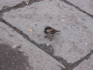 Image showing Small bird