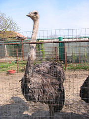 Image showing Ostrich