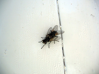 Image showing Flys