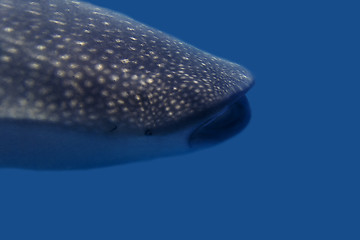 Image showing Whaleshark