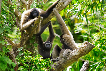 Image showing Gibbon monkeys