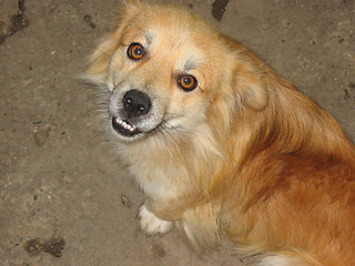 Image showing Dog