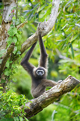 Image showing Gibbon monkey 