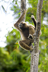 Image showing Gibbon monkey 