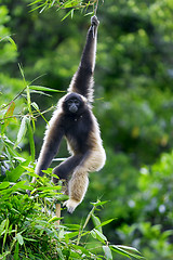 Image showing Gibbon monkey 