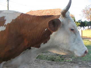 Image showing Cow