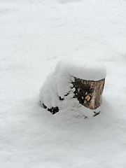 Image showing stump