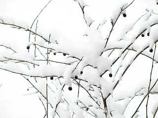 Image showing berries under snow