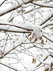 Image showing maple in snow