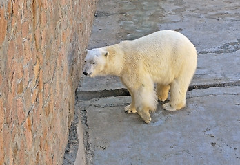 Image showing arctic bear