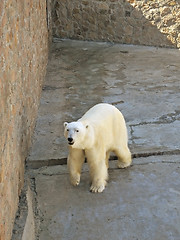 Image showing arctic bear