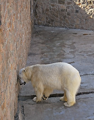 Image showing arctic bear